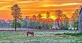 Grazing Horse At Sunrise_P1120619
